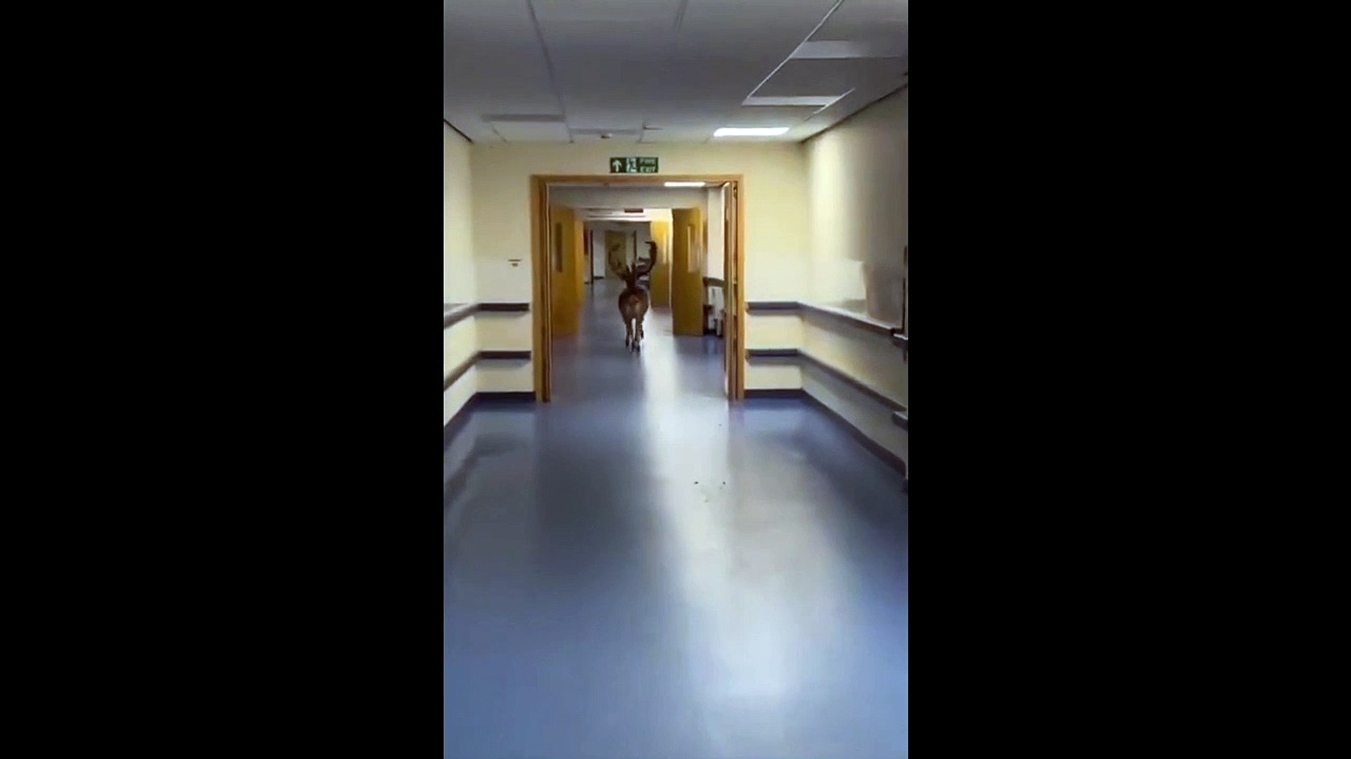 Deer gallop through Derriford Hospital