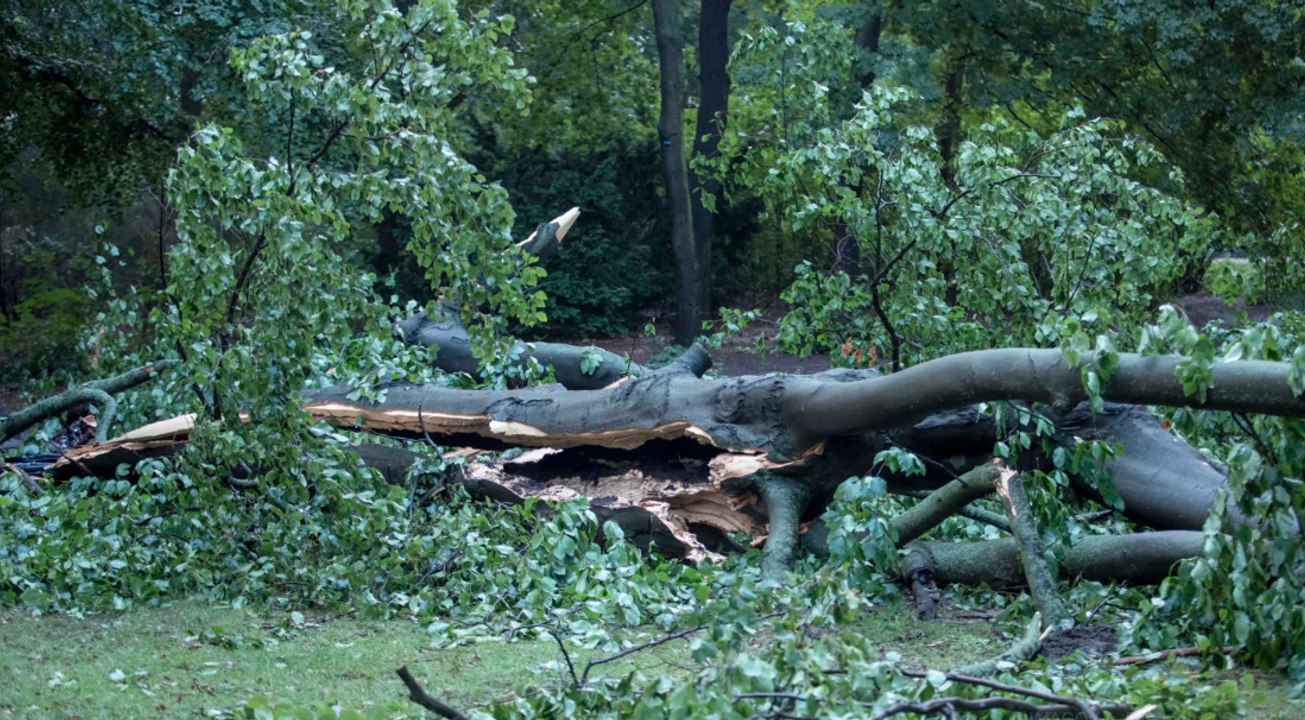 Unwetter in italien – 16-jährige von baum erschlagen