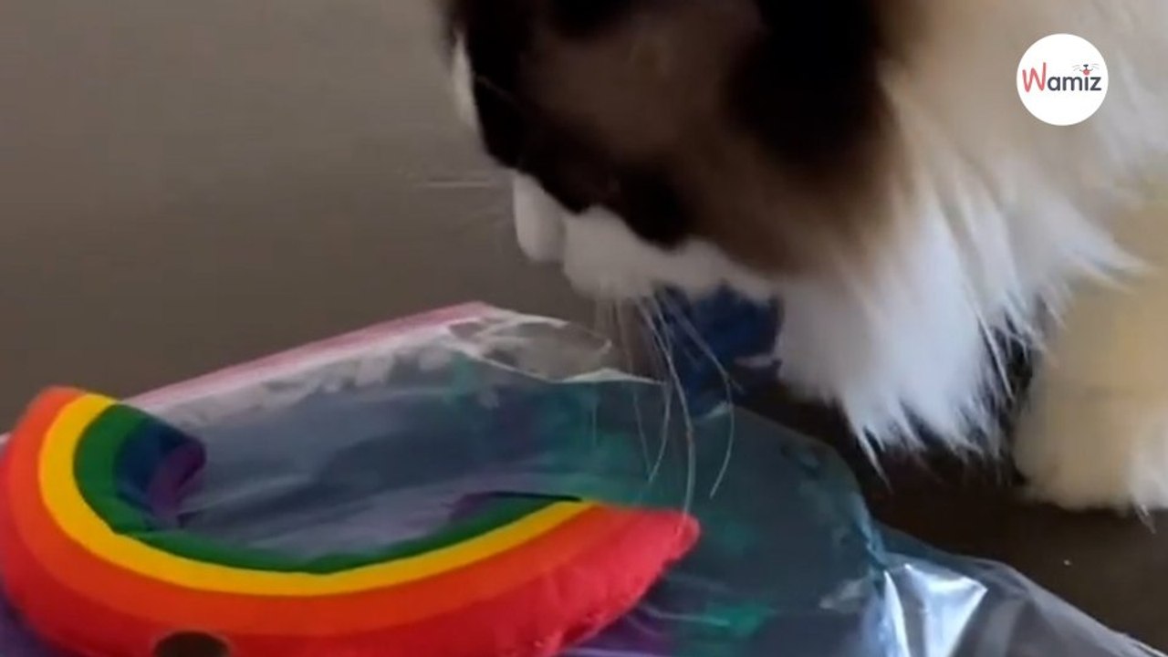 Watch: Owner lets her cats paint her a picture,...