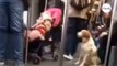 Dog approaches baby girl on train Passengers are stunned by what happens next
