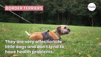 TikTok vet reveals the top 5 dog breeds you should consider owning