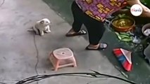 Puppy notices elderly owner is tired. What he does next moves millions of viewers