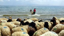 Kamyonla getirdiği koyunlarını Van Gölü'nde serinletti