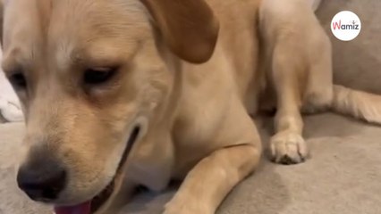 Dog gets hungry and approaches the table 2 hours later, his owner is inconsolable