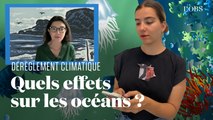 Comment la faune et la flore marines sont impactées par le réchauffement climatique