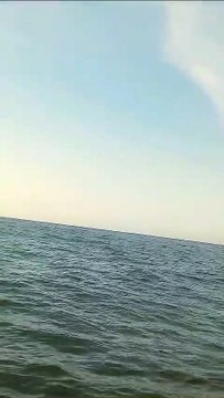 Baleia-comum com cerca de 15 metros avistada às portas de Lisboa