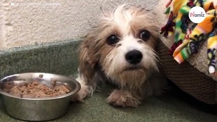 8-month-old puppy is terrified in the shelter: Video breaks everyone's hearts