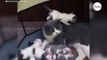Watch: Cat's reaction to challenges of motherhood leaves everyone in stitches