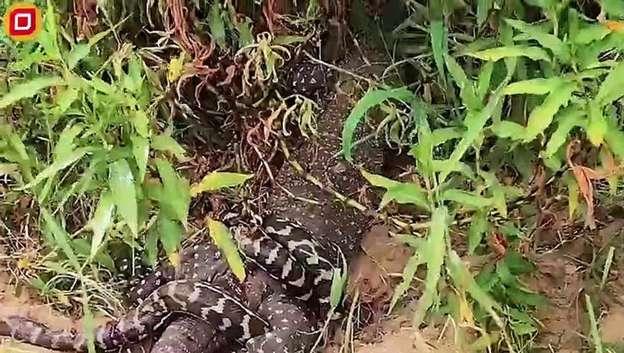 30 Pitiful Moments When Stupid Hungry Pythons Choose The Wrong Opponent, What Happens Next
