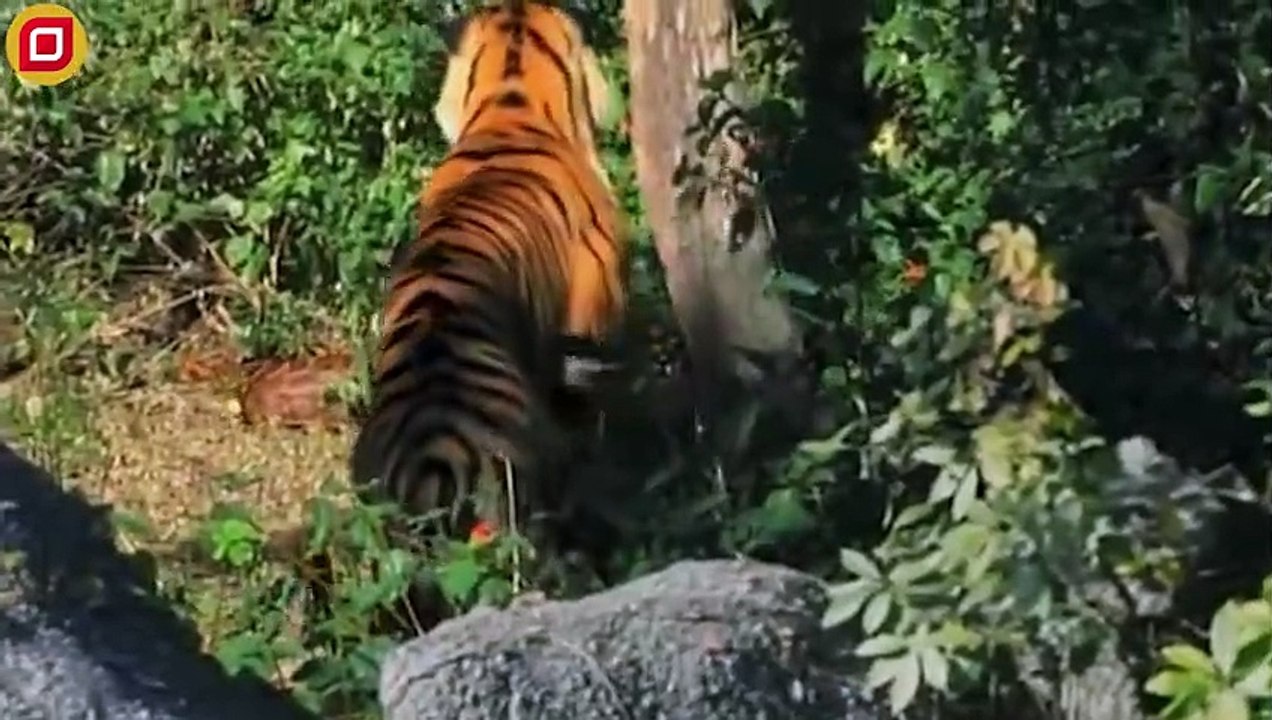 30 Moments When Tigers Hunt In Giant Python Territory, What Happens Next   Animal Fight