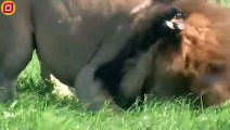 30 Moments Crazy Buffalo Faces Lions And Leopards To Protect His Kind   Animal Fight
