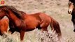30 Pitiful Moments Wild Horse Is Injured By Lion And Leopard, Can Wild Horse Survive   Animal Fight
