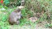 30 Moments When Stupid Baboons Are Painfully Defeated By Crocodiles   Animal Fight