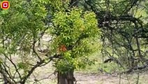 30 Moments Leopard Fights In The Tree With Lions, What Happens Next   Animal Fight