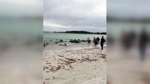 Baleias-piloto encalharam em praia na Austrália