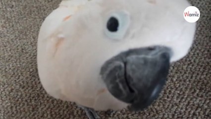 Watch: Parrot complains about cat in hilarious conversation with his owner