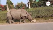 Watch: Rhino wakes up dog, and it leaves 9 million people in stitches