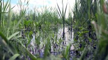 Landwirtschaft und Klimaschutz vereinen: Moor-Projekt der Uni Greifswald