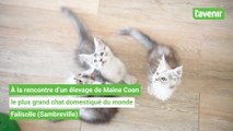 Ce doux géant qu'est le maine coon