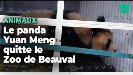 Voici comment Yuan Meng, le premier panda né en France, a voyagé jusqu’en Chine ce mardi