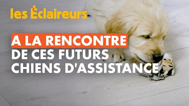 Des chiots formés pour aider les personnes handicapées