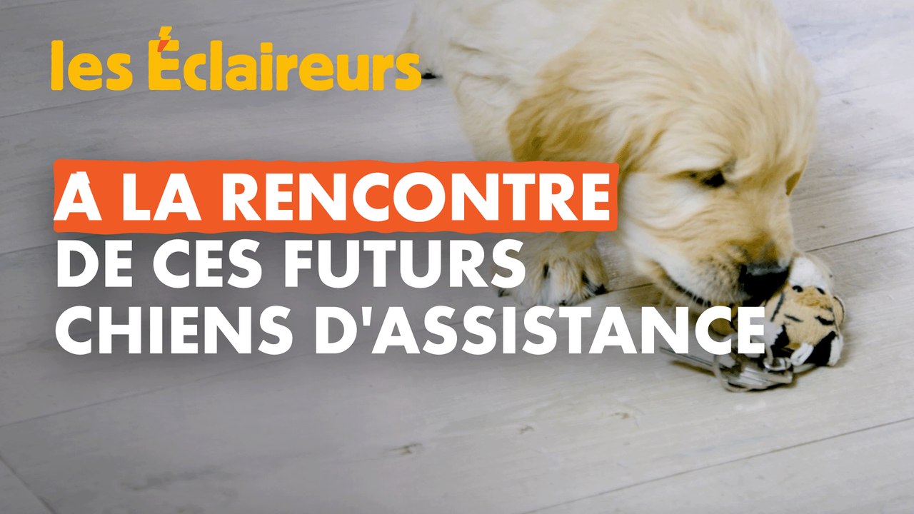 Des chiots formés pour aider les personnes handicapées