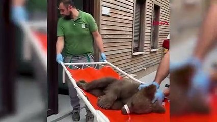 Bébé ours brun Tuti relâché dans son habitat naturel après traitement