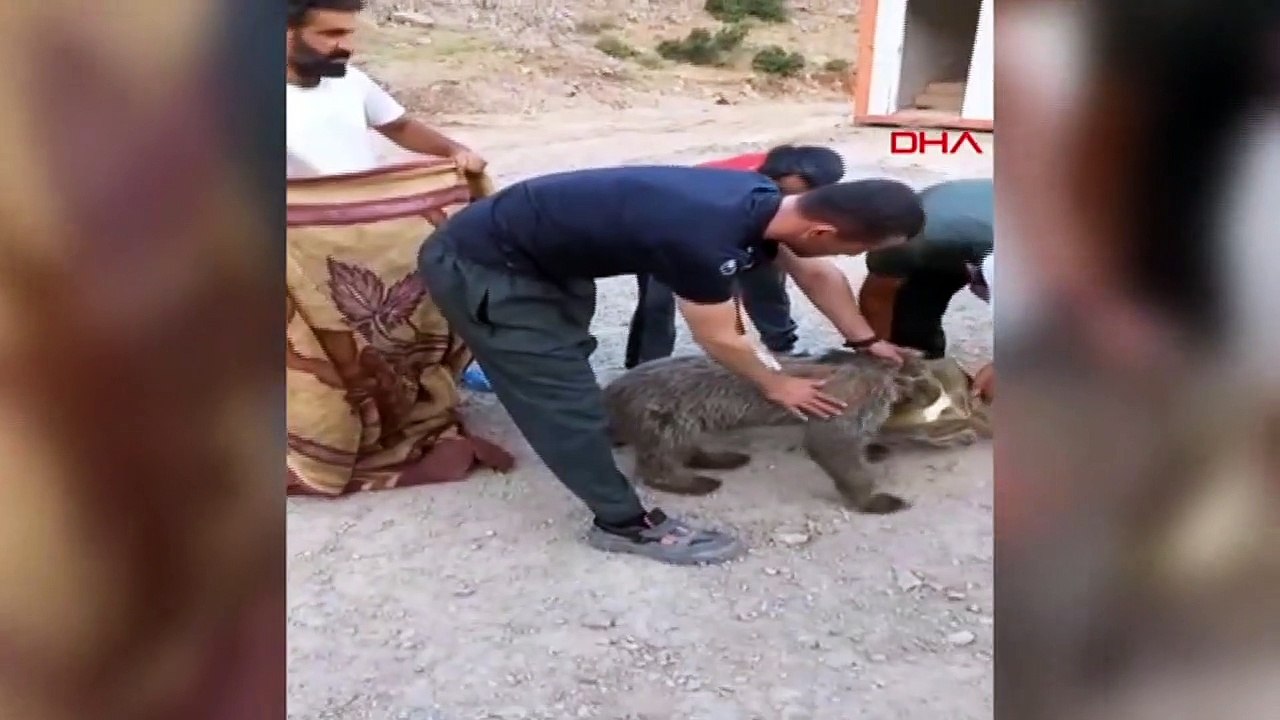 Bébé ours brun sauvé d'une boîte en fer blanc