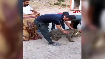 Bébé ours brun sauvé d'une boîte en fer blanc