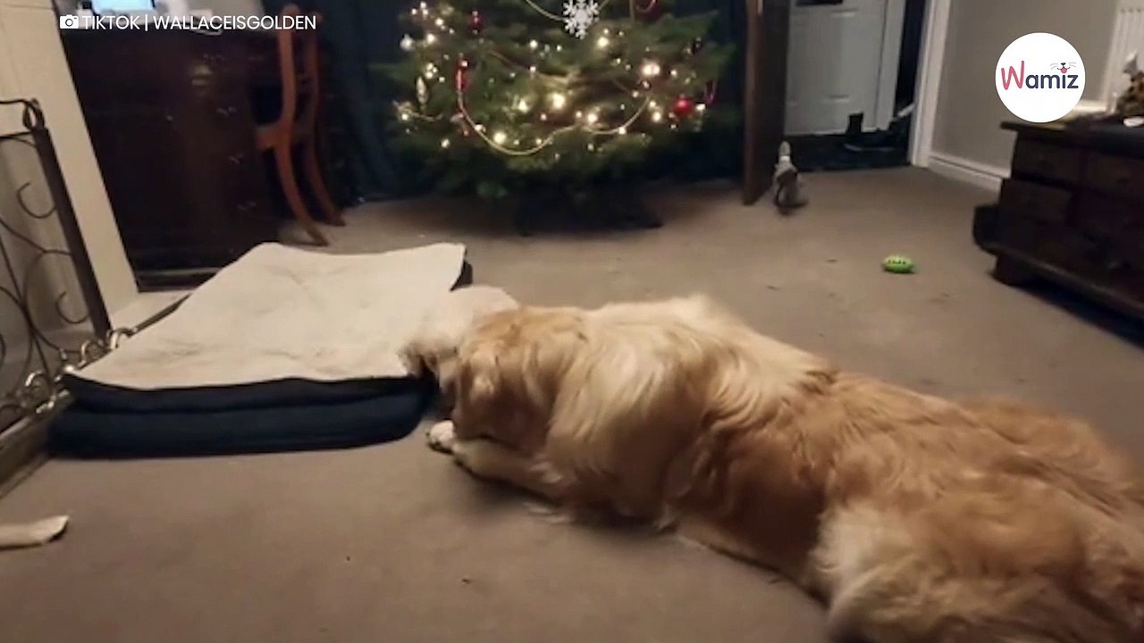 Owner leaves dogs home alone: What they get up to melts everyone’s heart (video)