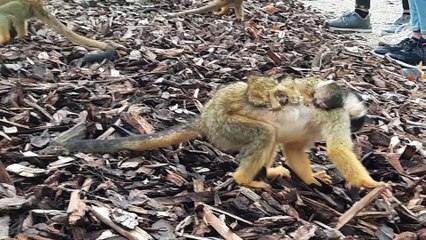 C'est l'heure du repas pour les Saimiris de Pairi Daiza