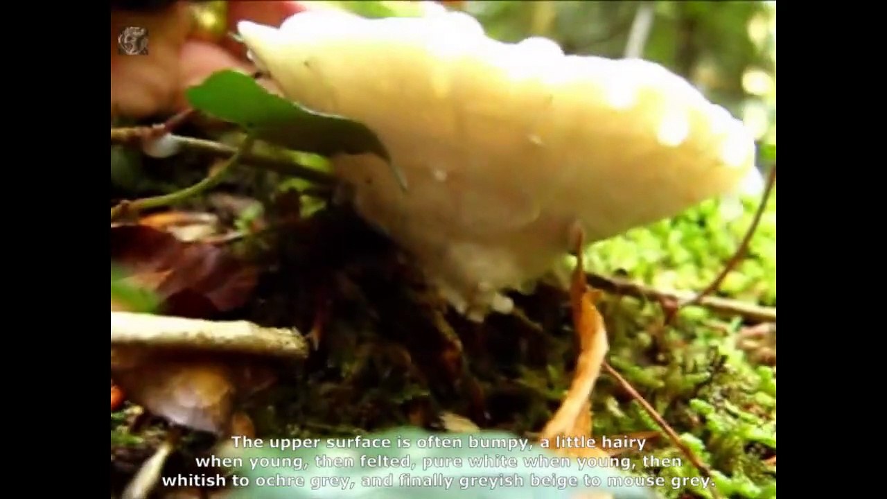 Oligoporus tephroleucus. Champimaginatis. English Text