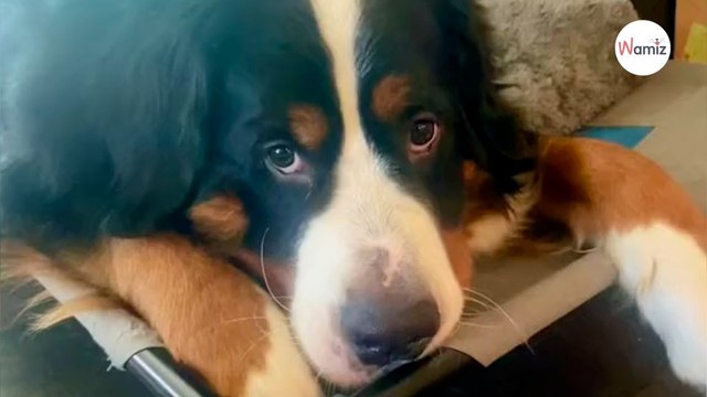 Dog looks guilty: When his owner sees what he's hiding, she bursts out laughing