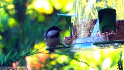 10 Most Beautiful Small Birds in the World #2