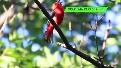 10 Most Beautiful Small Birds in the World #3