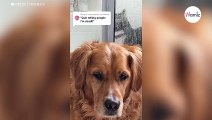 Watch Golden Retriever cleverly get rid of his cat brother: Laughter guaranteed