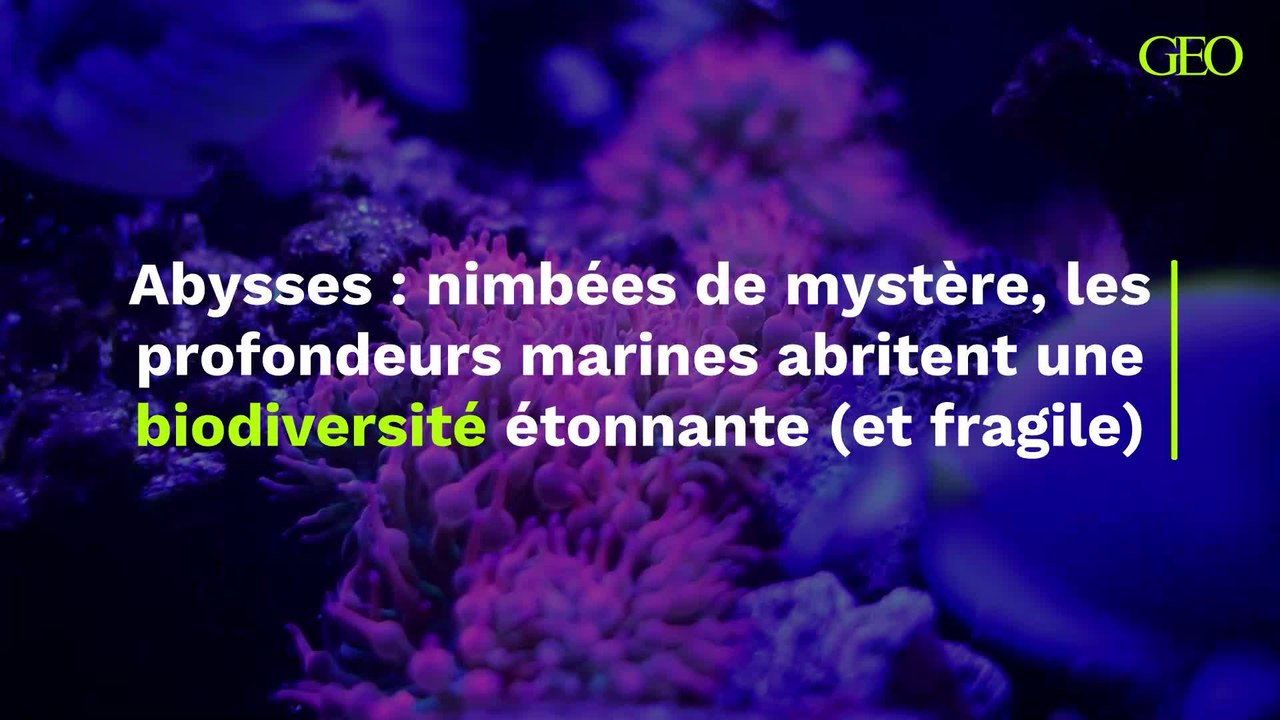 Nimbées de mystère, les abysses abritent une biodiversité étonnante et fragile