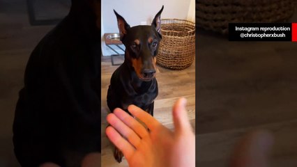 Dono cruel faz cachorro salivar esperando por petisco em vídeo hilário