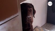 Watch Dog looks guilty; when owner sees what she's done, she bursts out laughing-index