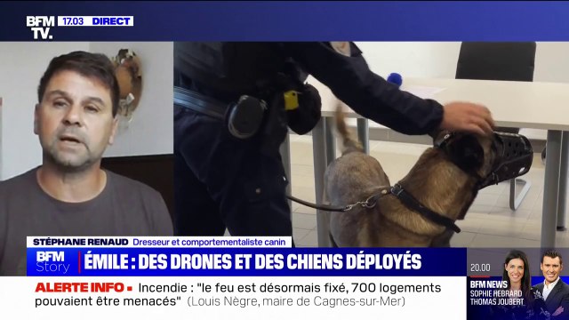 Chiens déployés à la recherche d'Émile: Ces chiens vont permettre de retrouver des traces de sang, des ossements ou un corps , explique Stéphane Renaud (dresseur canin)