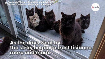 Stray mother cat introduces her kittens to the woman who took her off the streets