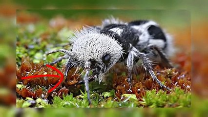 5 Animals You Won't Believe Actually Exist