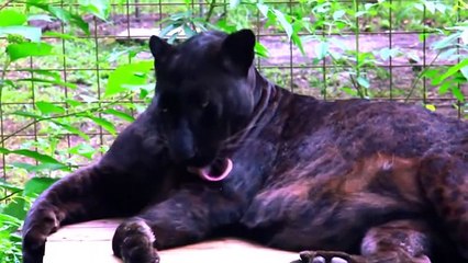 8 Most Beautiful Big Cats on Planet Earth