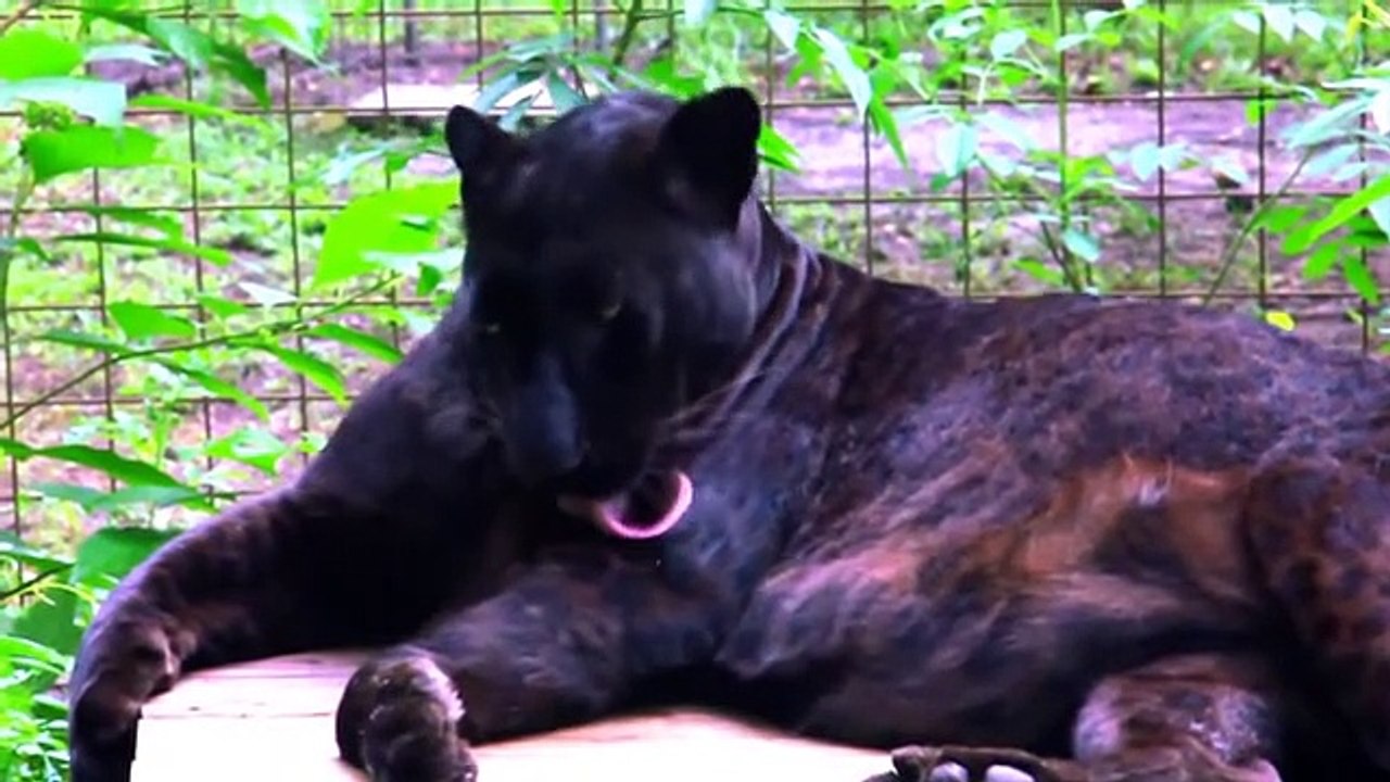 8 Most Beautiful Big Cats on Planet Earth