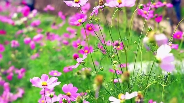 10 Amazing Caterpillars to Moths Butterflies Transformations