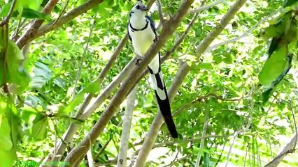 10 Most Beautiful Jay Birds in the World