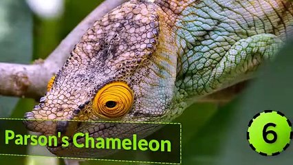 10 Most Beautiful Lizards in the World