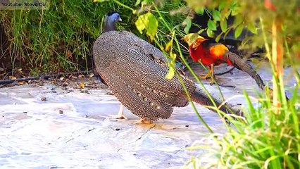 10 Most Beautiful Pheasants on Planet Earth