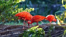 10 Most Beautiful Red Birds in the World