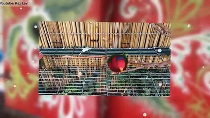 10 Most Colorful Lorikeets on Planet Earth